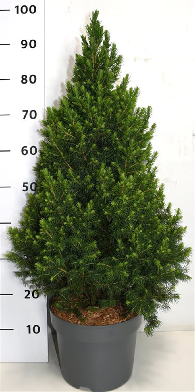 Picea glauca 'Perfecta' (Conica) - C7.5 70-80 CM